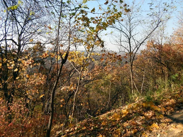 Terrängen Ytan Sjön Skog — Stockfoto