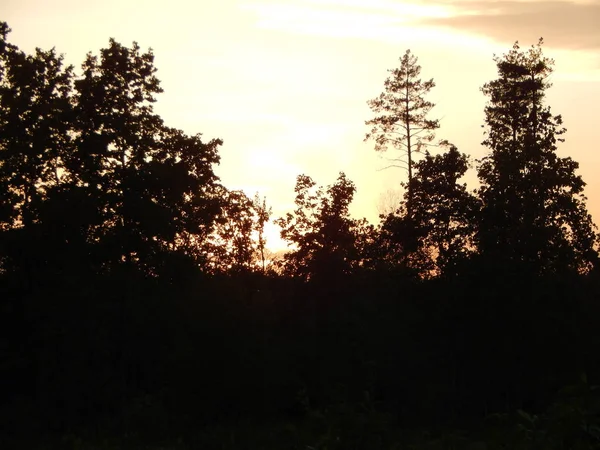 Puesta Sol Bosque Natural Campos Atardecer — Foto de Stock