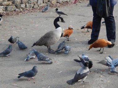 Hayvanat bahçesi hayvanları kafes ve kuşhaneler