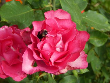 Bahçede açan pembe güller