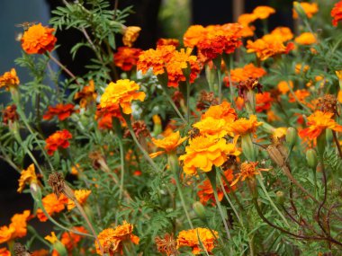 Arka plan ve duvar kağıdı için bahçede çiçek