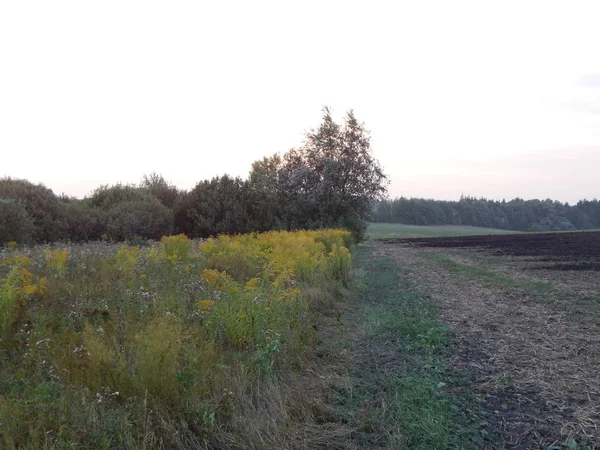 Sunset Nature Forest Fields Dusk — Stock Photo, Image