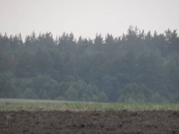 Zachód Słońca Natura Las Pola Zmierzchu — Zdjęcie stockowe