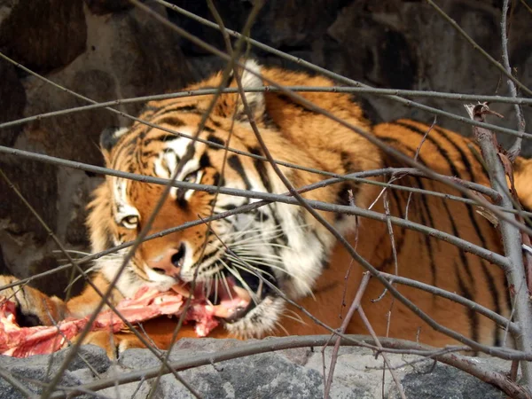 Tiger eating raw meat in zoo animals in cages and aviaries