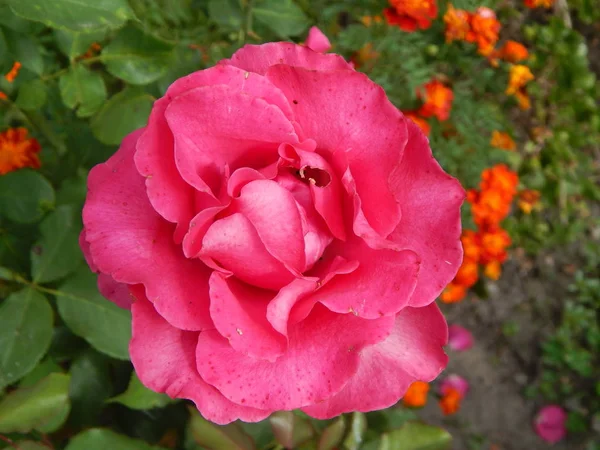 Rosa Rosor Blommade Trädgården — Stockfoto