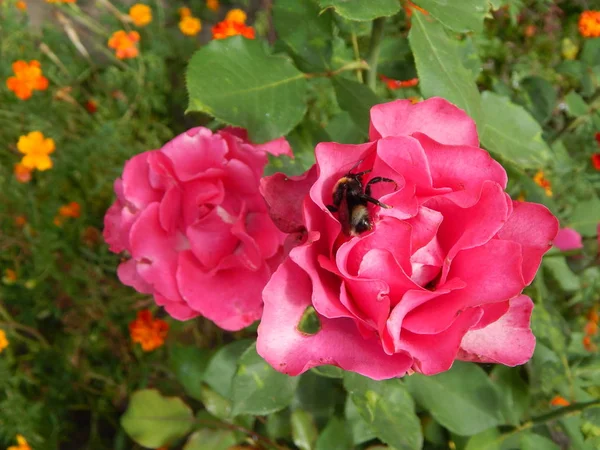 Rosarote Rosen Blühten Garten — Stockfoto