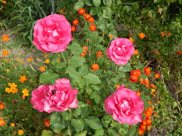 Розовые Розы Расцвели Саду — стоковое фото