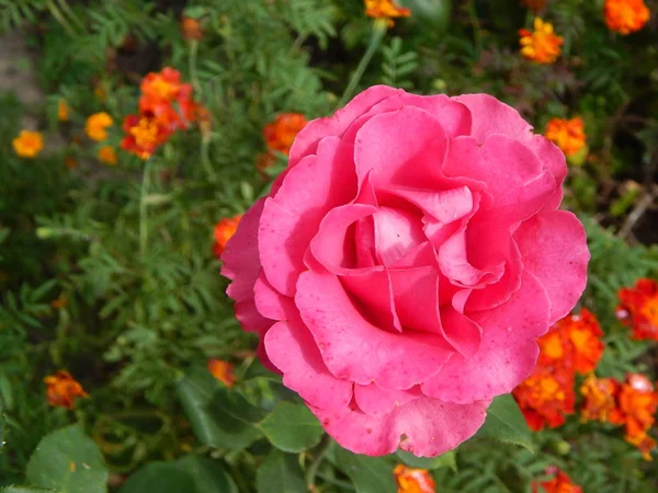 Rosa Rosor Blommade Trädgården — Stockfoto