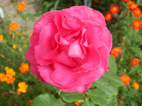 Rosa Rosor Blommade Trädgården — Stockfoto