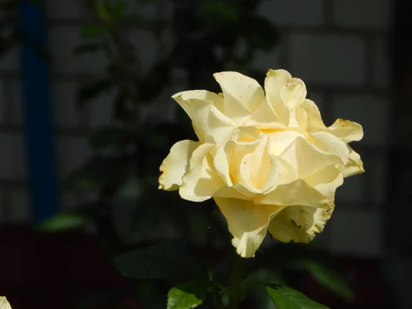 Fleurs Dans Jardin Pour Fond Papier Peint — Photo