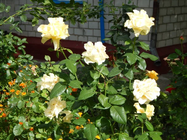 Flores Jardim Para Fundo Papel Parede — Fotografia de Stock