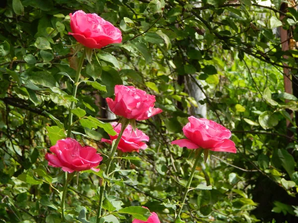 Fiori Giardino Sfondo Carta Parati — Foto Stock