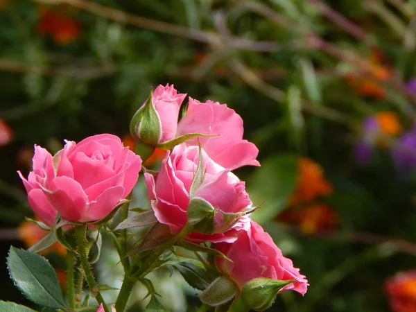 Λουλούδια Στον Κήπο Για Φόντο Και Ταπετσαρία — Φωτογραφία Αρχείου