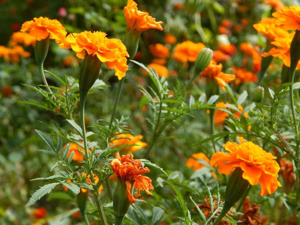 Blumen Garten Für Hintergrund Und Tapete — Stockfoto