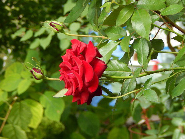 Flowers in the garden for background and wallpaper