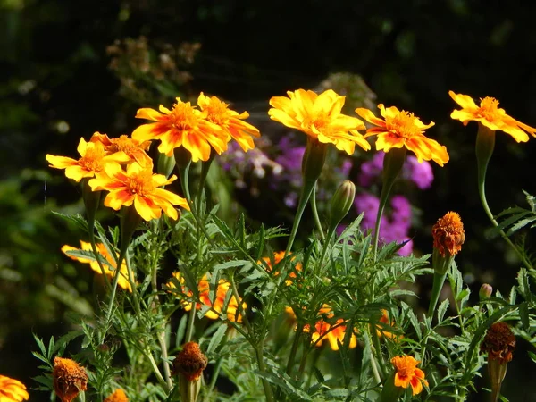 Flowers Garden Background Wallpaper — Stock Photo, Image