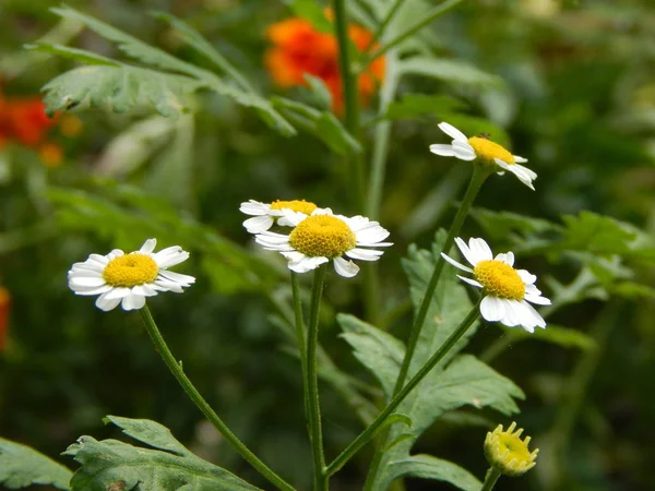 Kwiaty Ogrodzie Dla Tła Tapety — Zdjęcie stockowe