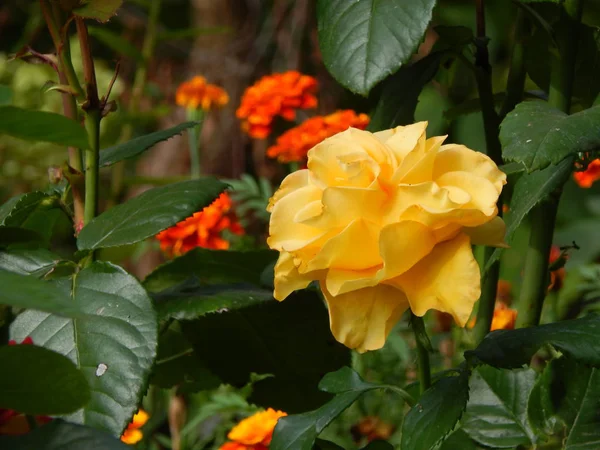 Fleurs Dans Jardin Pour Fond Papier Peint — Photo