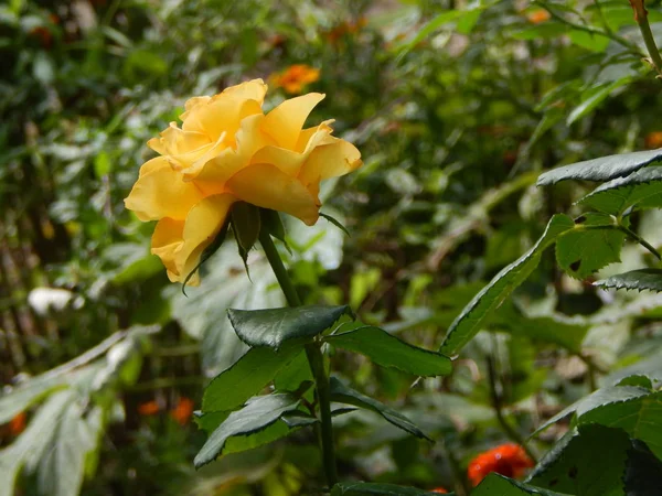 Fleurs Dans Jardin Pour Fond Papier Peint — Photo