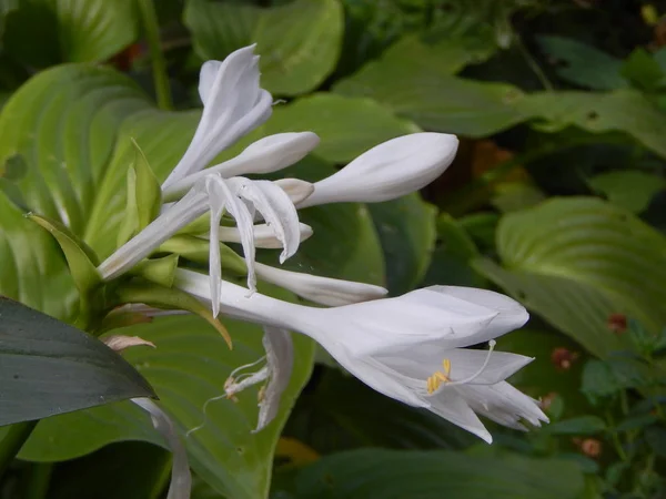 Fleurs Dans Jardin Pour Fond Papier Peint — Photo