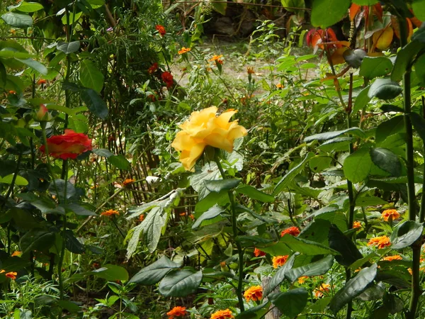 Квіти Саду Фону Шпалер — стокове фото