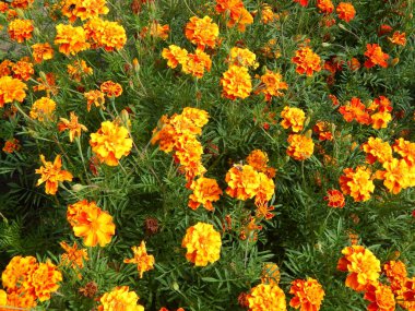 Arka plan ve duvar kağıdı için bahçede çiçek