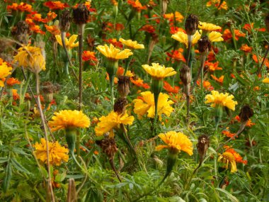 Arka plan ve duvar kağıdı için bahçede çiçek