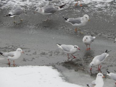 Buz ve kar nehir arka plan ve doku kış kuş