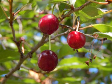 Kırmızı kiraz bahçedeki ağaçta ağırdır.