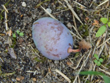 Meyve ve sebze bahçesinde yemek