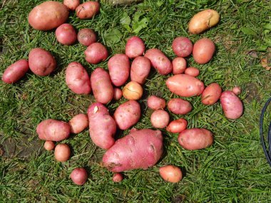 Patates hasattan sonra yeşil çimlerin üzerinde yatıyor.