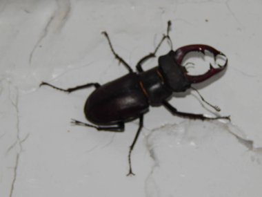 Büyük böceği geyik böceği böcek