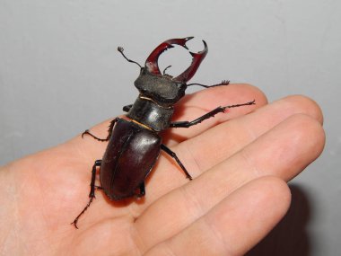 Büyük böceği geyik böceği böcek