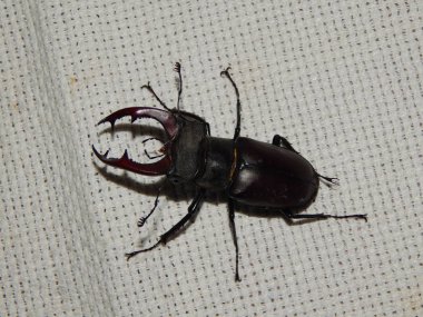 Büyük böceği geyik böceği böcek