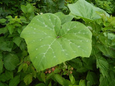 Bitki ve çiçek Bahçe ve Bahçe