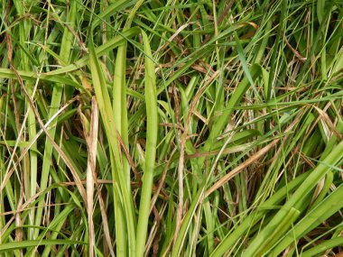 Bitki ve çiçek Bahçe ve Bahçe