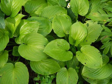 Bitki ve çiçek Bahçe ve Bahçe