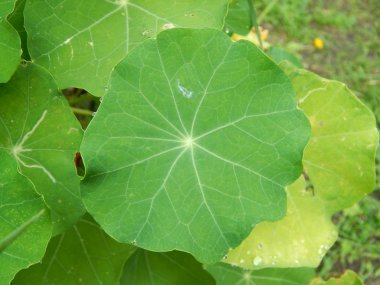 Bitki ve çiçek Bahçe ve Bahçe