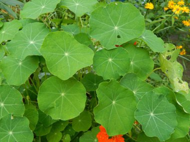 Bitki ve çiçek Bahçe ve Bahçe