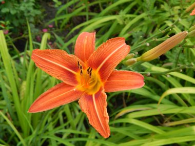 Bitki ve çiçek Bahçe ve Bahçe