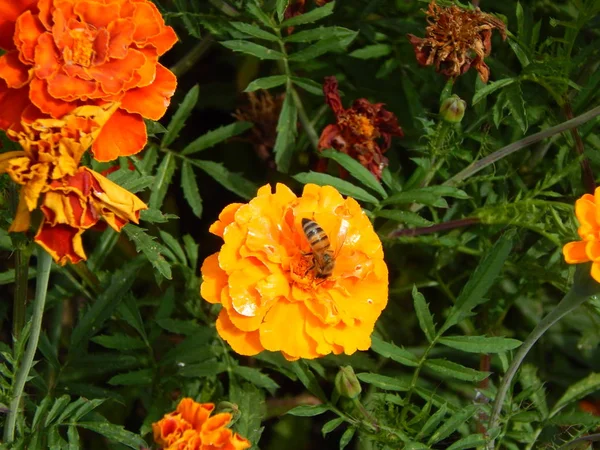 Blumen Garten Für Hintergrund Und Tapete — Stockfoto