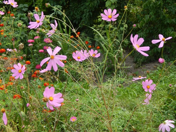 Květiny Zahradě Pro Pozadí Tapety — Stock fotografie