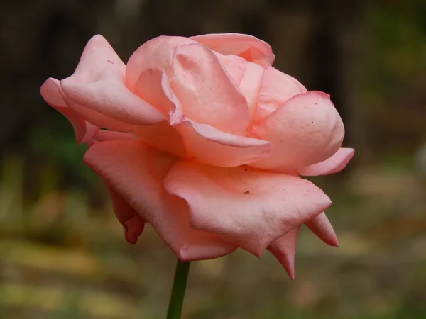 Квіти Саду Фону Шпалер — стокове фото