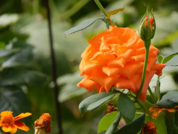 Fleurs Dans Jardin Pour Fond Papier Peint — Photo