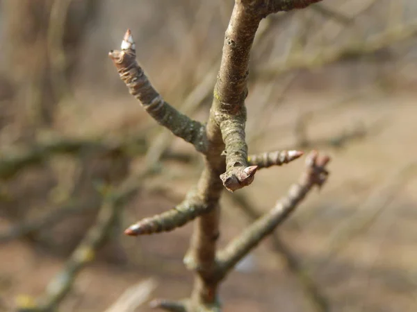 Pussy Weidenzweige Mit Hintergrund Auf Den Zweigen Der Bäume Frühling — Stockfoto