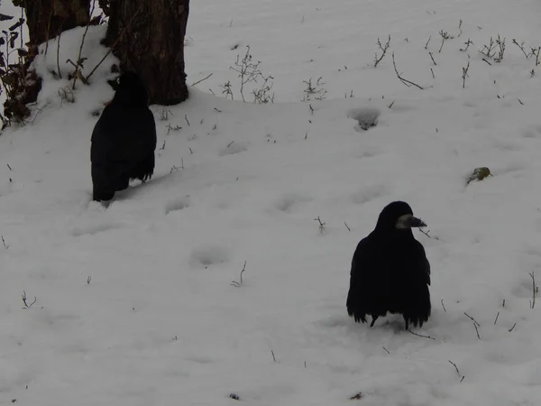 Черная Ворона Стоит Белом Снегу — стоковое фото