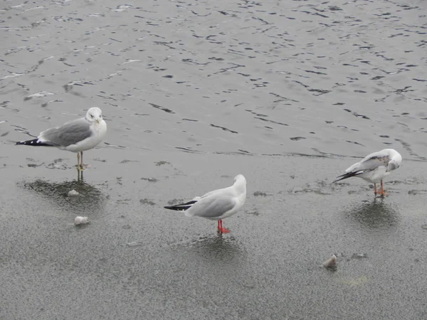Πουλί Του Χειμώνα Στον Πάγο Και Χιόνι Στο Ποτάμι Φόντο — Φωτογραφία Αρχείου