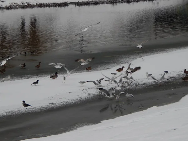 Vinter Fågel Och Snö Floden Bakgrunden Och Textur — Stockfoto