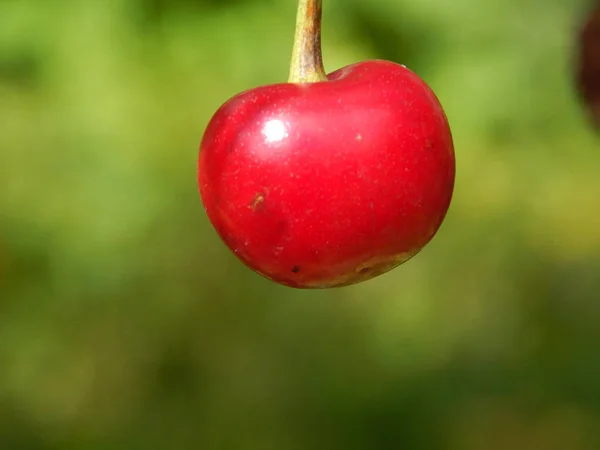 Las Bayas Rojas Guinda Pesan Sobre Árbol Jardín — Foto de Stock