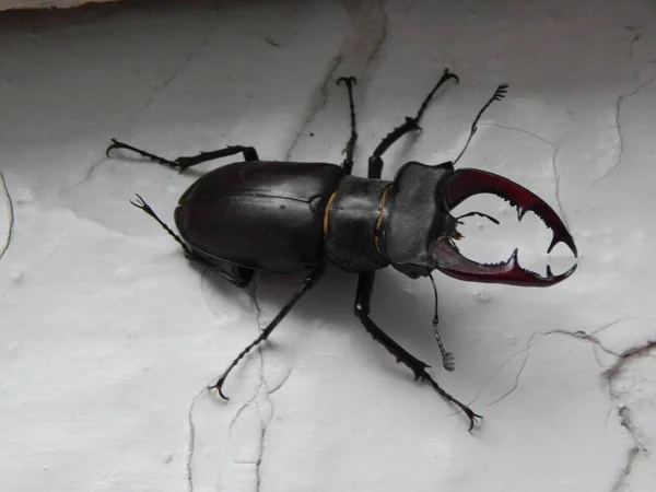 大きなカブトムシ クワガタ昆虫 — ストック写真